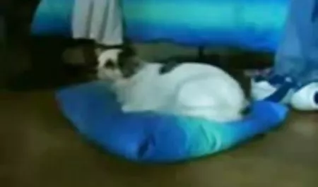 તેમણે Fucks સુંદર કાયદો માતા તરીકે તેની પત્ની છોડી ઇન્ડિયન સેક્સ વિડીઓ